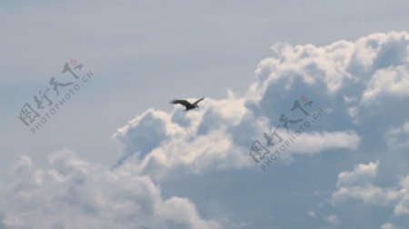 白头鹰翱翔在云股票视频视频免费下载