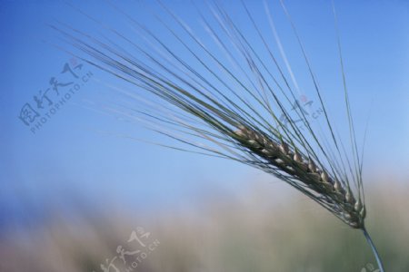 农场牧场房屋草地大自然环境风光风景家畜广告素材大辞典