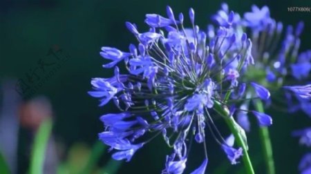 蓝色鲜花盛开视频素材素材下载