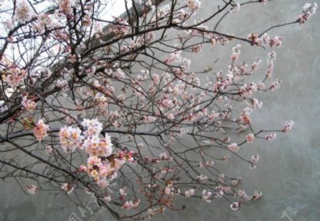 一树樱桃花图片