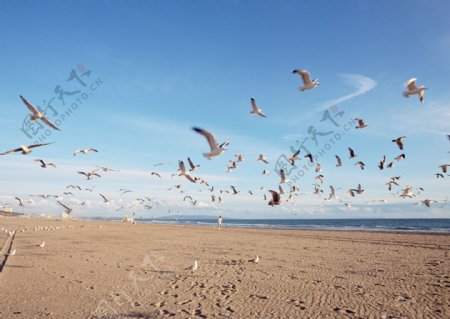 起飞的海鸥图片