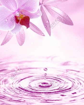 花朵与水滴高清图片