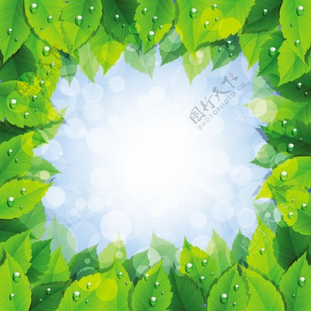 绿叶水珠水滴边框图片