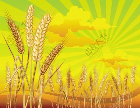 小麦主题矢量素材