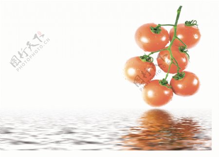 水中番茄西红柿图片