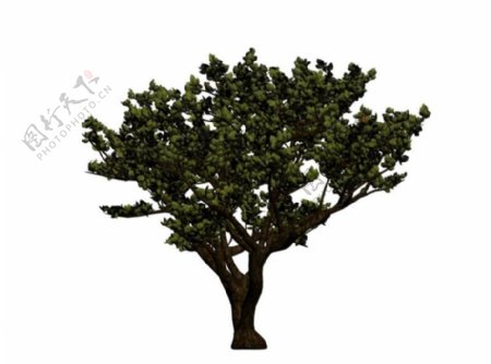 常青树3D模型图片