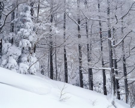 大雪弥漫在树林中