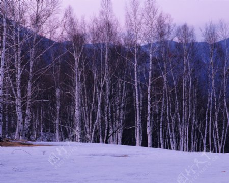 林海雪原