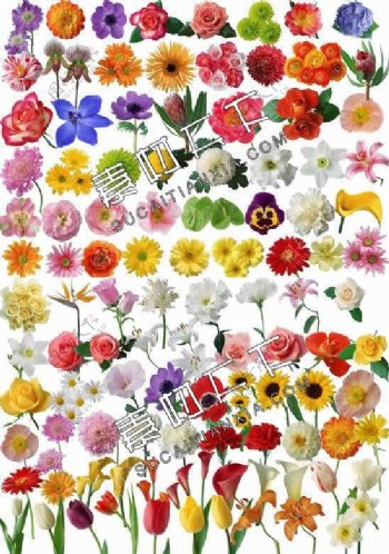 80种鲜花花朵PSD素材