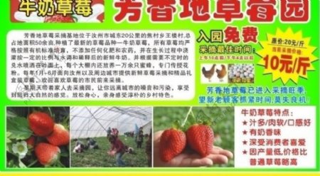 草莓园图片