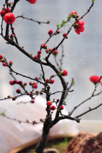 春季赏梅独树一帜图片