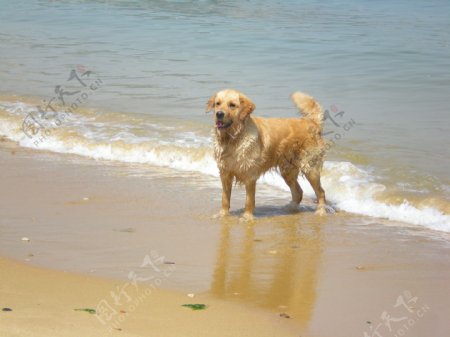 海滩和狗图片