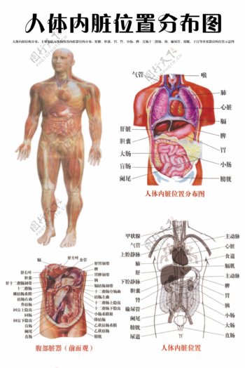 后背器官结构图片位置图片