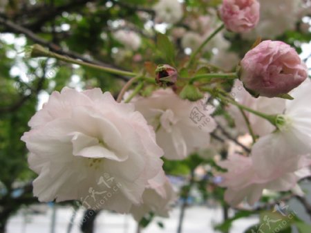 春季花卉图片
