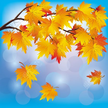美丽的秋天树叶背景05矢量素材