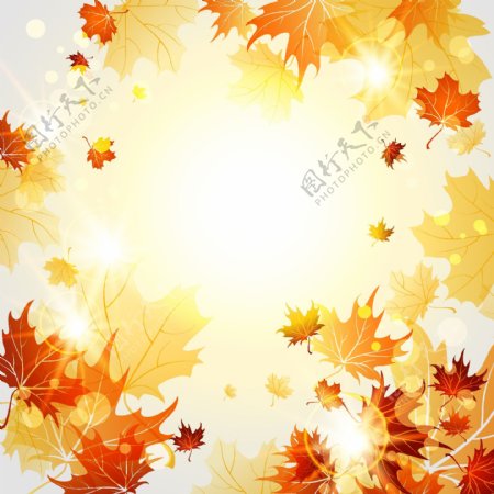 明亮的秋天的树叶矢量背景06