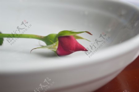 盘子中的玫瑰图片