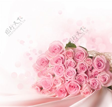 粉色玫瑰高清设计图片素材