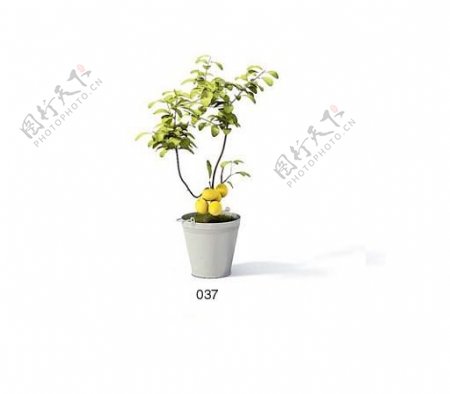 植物盆栽室内装饰素材免费下载盆栽3d模型免费下载73