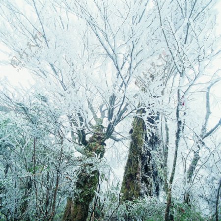 冬天雪景