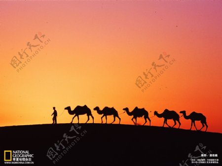 骆驼剪影图片