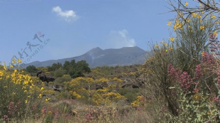 西西里岛的埃特纳火山熔岩和鲜花6股票的录像视频免费下载