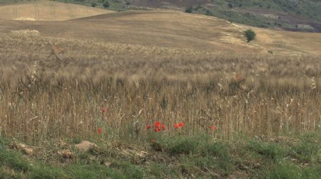 西西里岛小麦8股票的录像视频免费下载