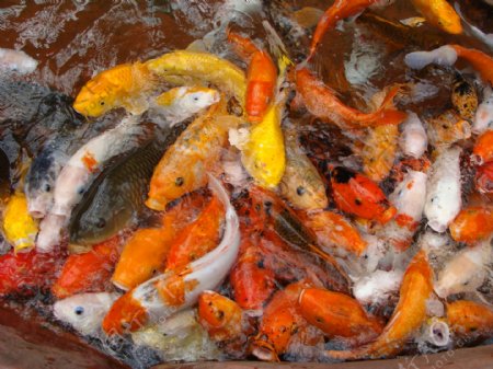七彩斑斓金鱼图片