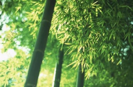 绿竹竹海图片