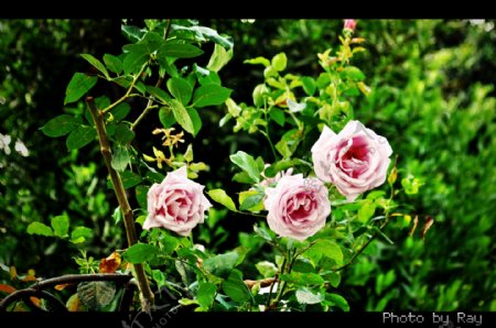 三朵紫玫瑰