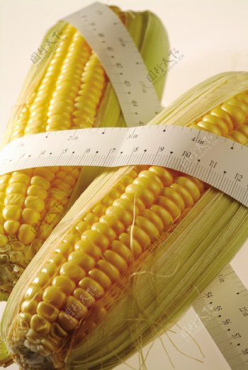 玉米高产图片