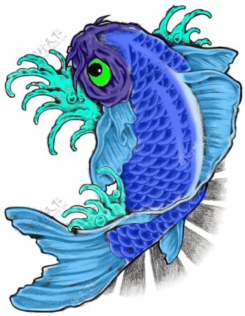 美丽的蓝色的锦鲤鱼PSD图