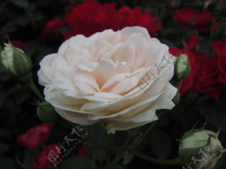 清晨的白色玫瑰图片