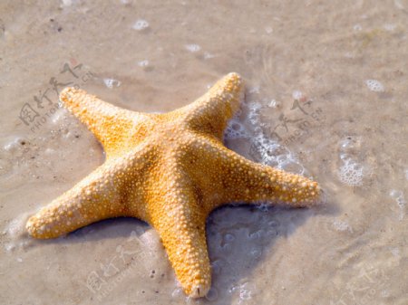 在异国情调的沙滩上的海星