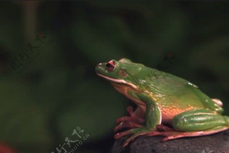 青蛙视频素材素材下载