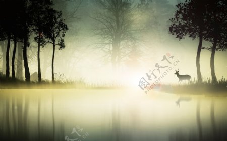 晨雾小鹿图片