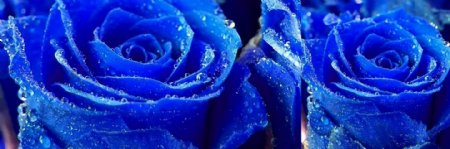 蓝色玫瑰花无框画