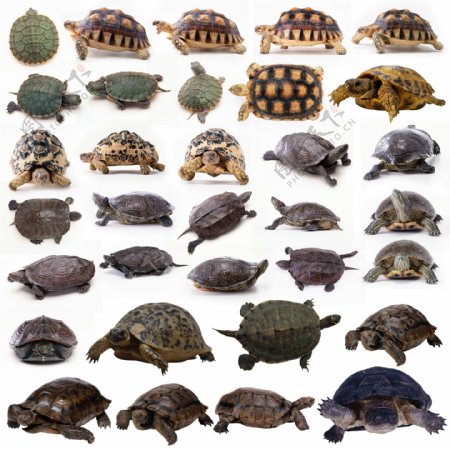 龟类合集