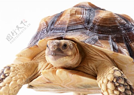 小动物乌龟海龟动物世界千年乌龟王八稀有品种
