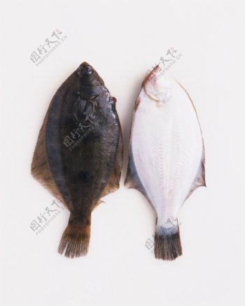 鱼鱼头火锅鱼火锅鱼类
