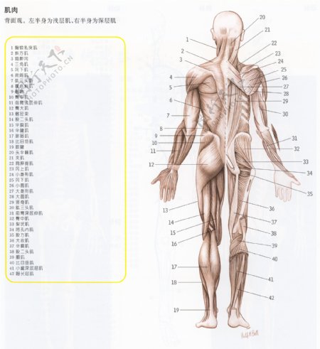 人体解剖