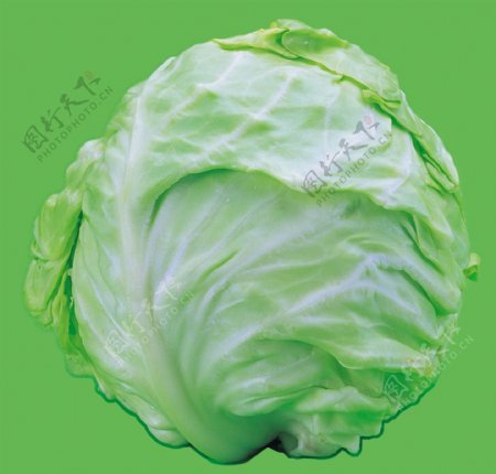 蔬菜之西生菜图片