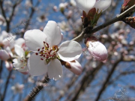 春天的胡桃花图片
