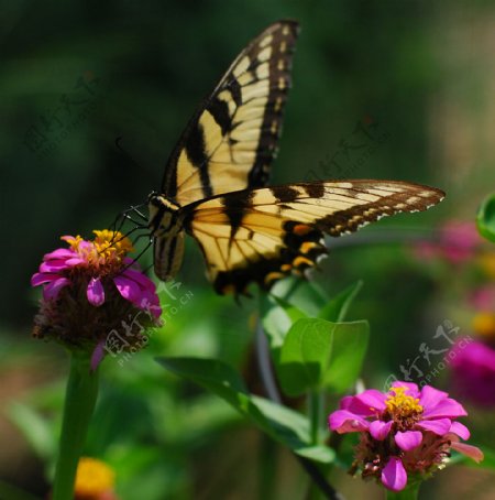 采花的蝴蝶图片