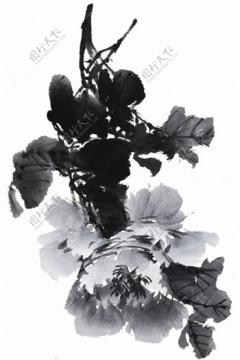 位图优雅植物花卉色彩黑白色灰色免费素材