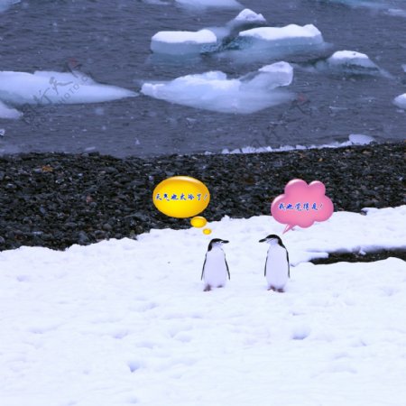 创意企鹅对话设计