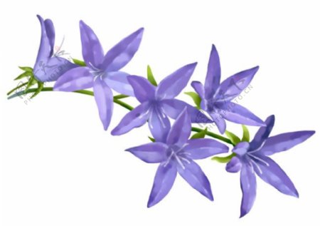 紫色小花朵35