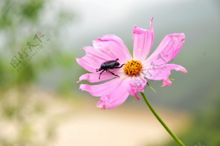 小昆虫图片