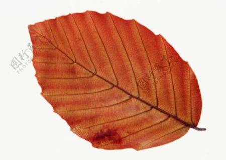 各种叶子树叶3D材质素材20090224更新12