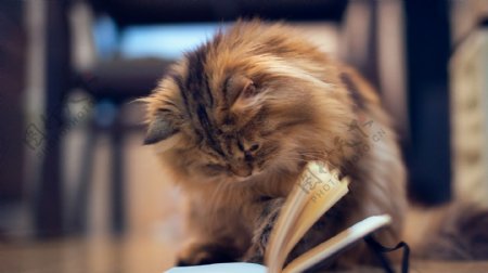 小猫看书图片